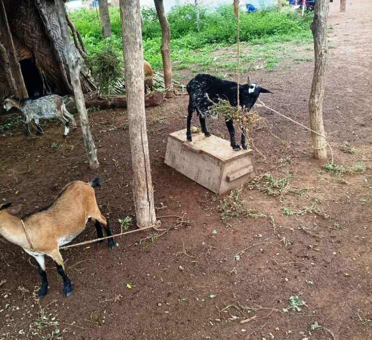 Repurposed hive stand